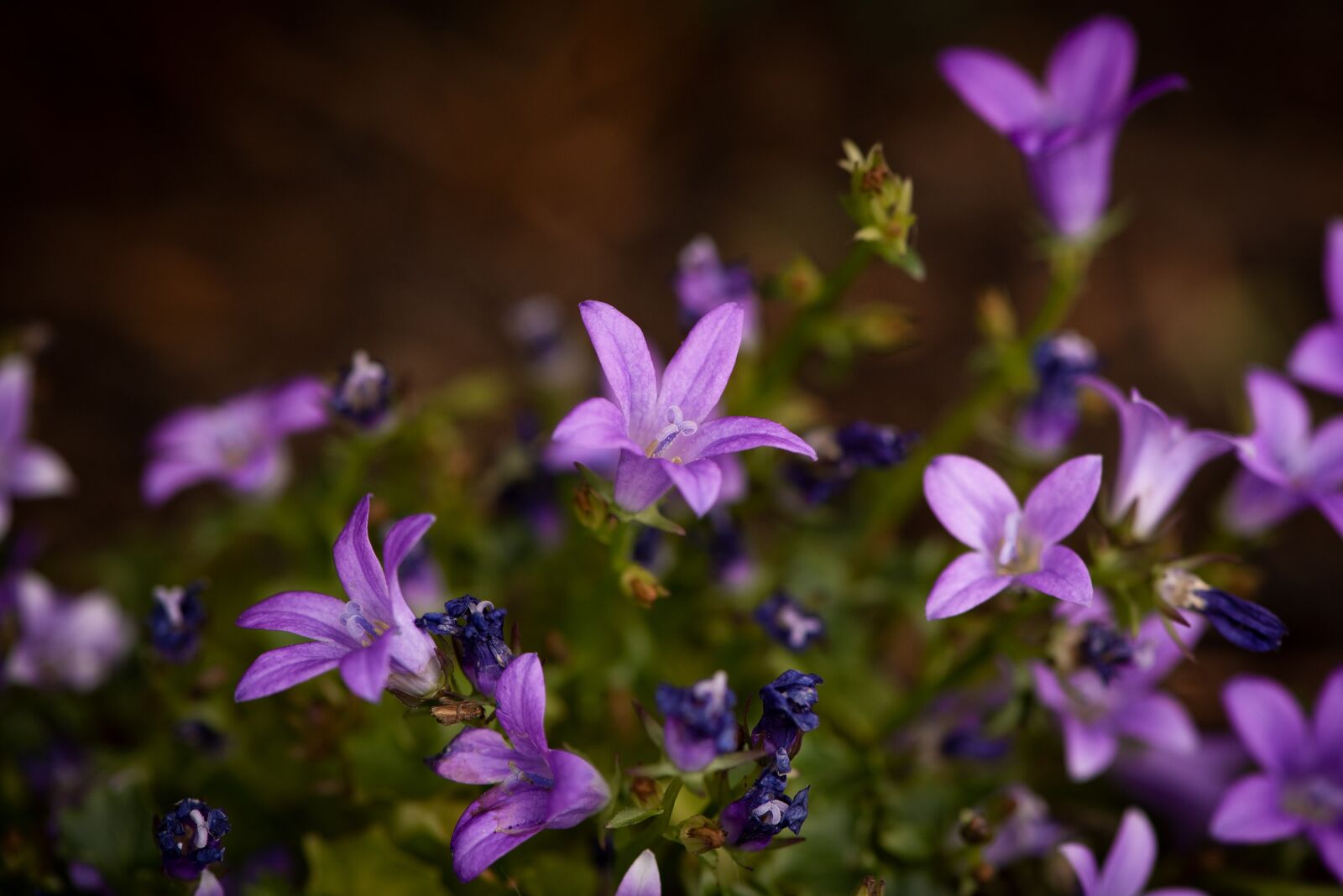 Nikon D750 sample photo. Flowers, purple, nature photography