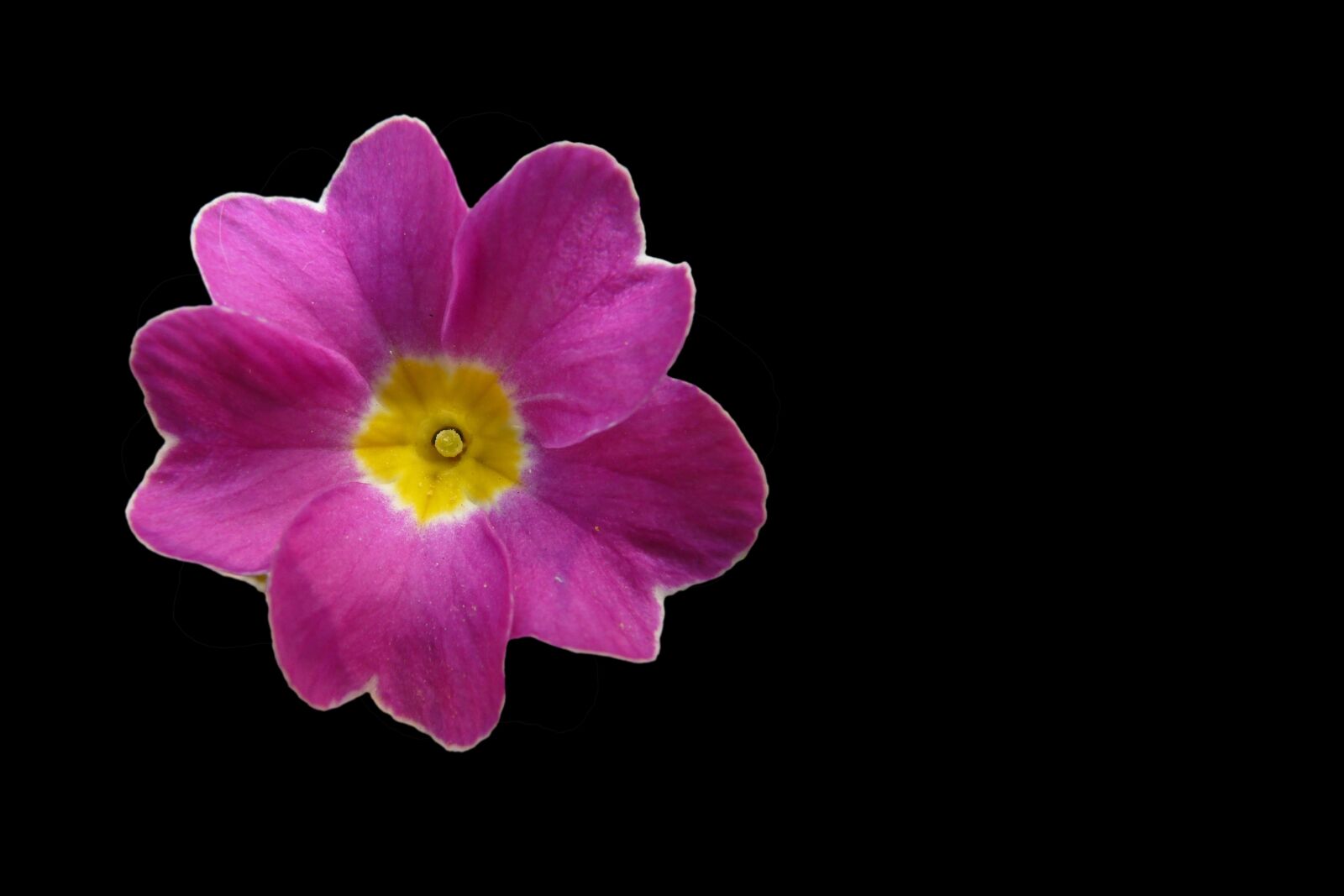 Panasonic DMC-FZ18 sample photo. Flower, blossom, bloom photography
