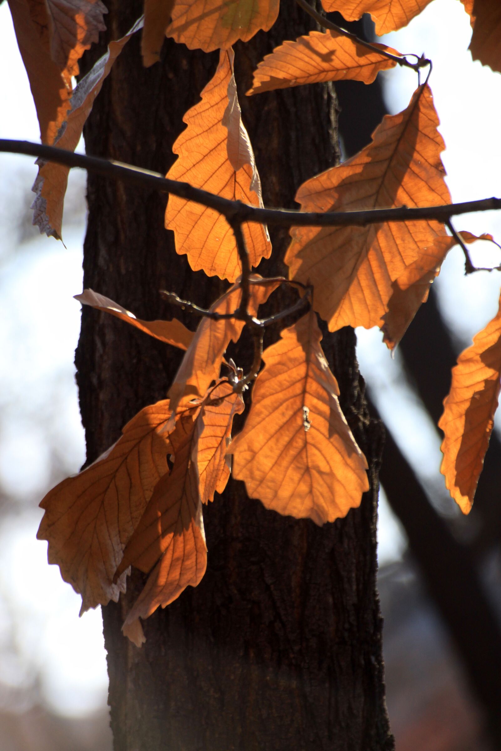 Canon EOS 50D sample photo. Wood, the leaves, autumn photography