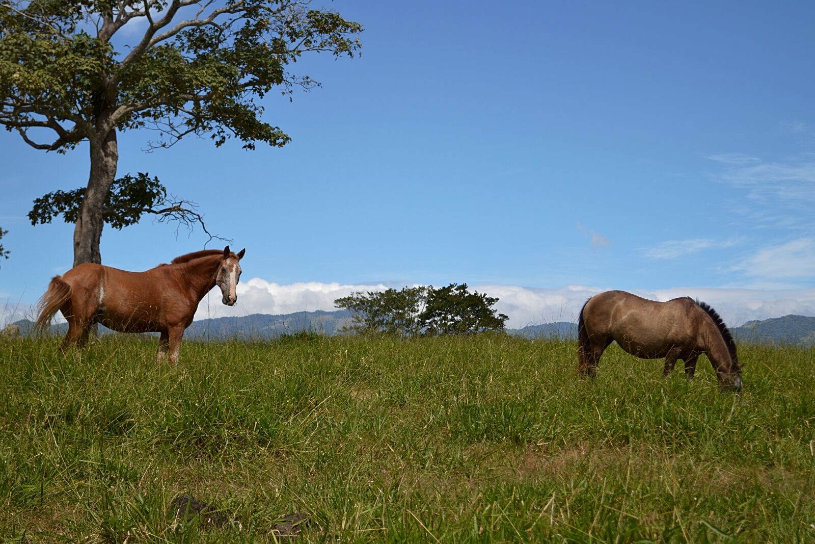 Nikon D3200 sample photo. Prairie, horse, horses photography