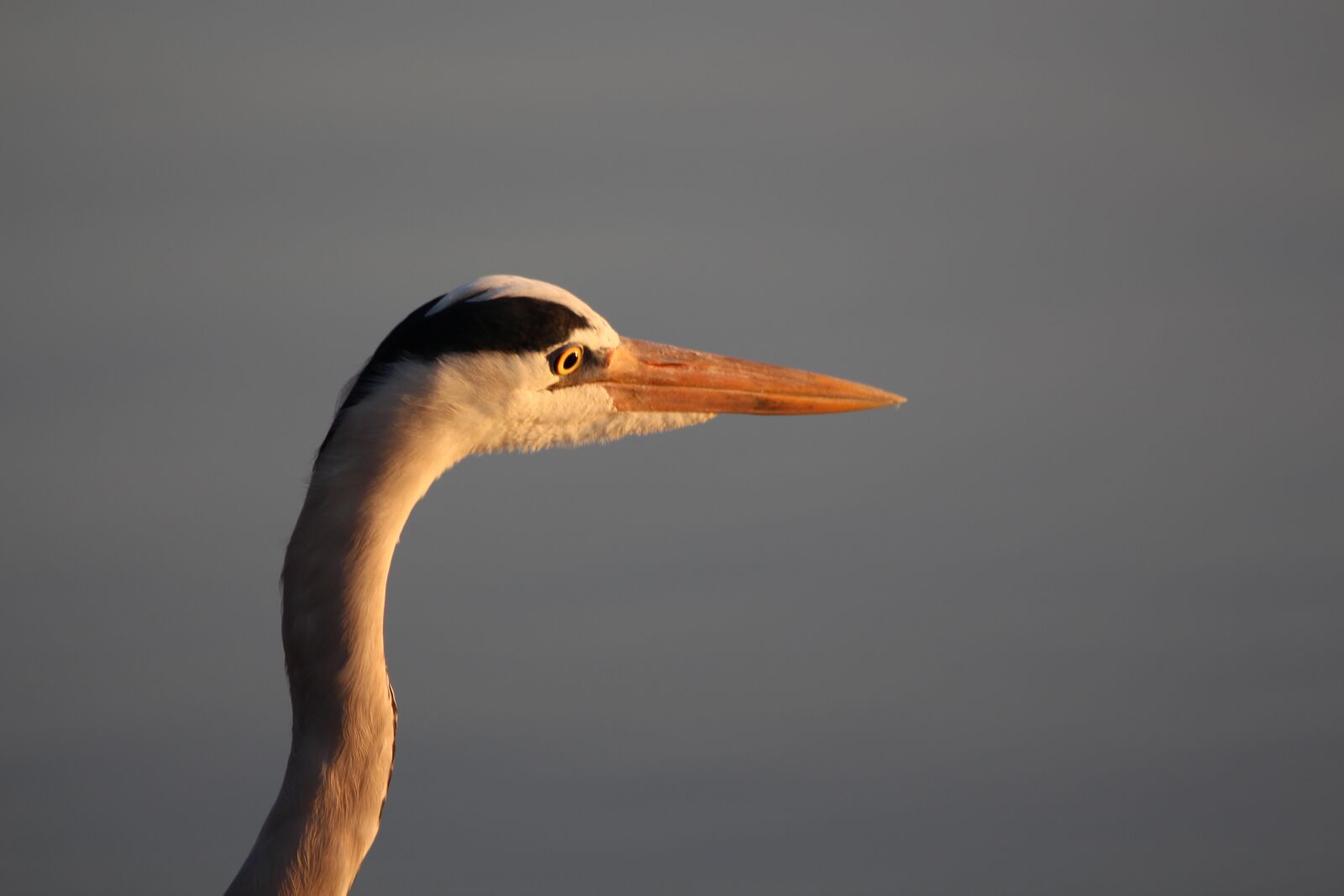 150-600mm F5-6.3 DG OS HSM | Contemporary 015 sample photo. Heron, bird, nature photography