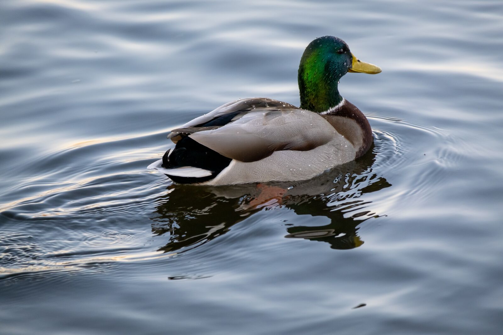 Fujifilm X-T3 sample photo. Duck, scotland, water photography