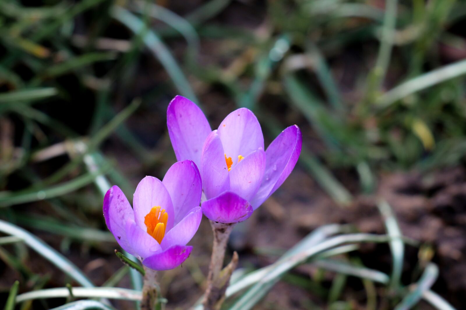 Canon EOS 700D (EOS Rebel T5i / EOS Kiss X7i) sample photo. Crocus, purple, spring photography