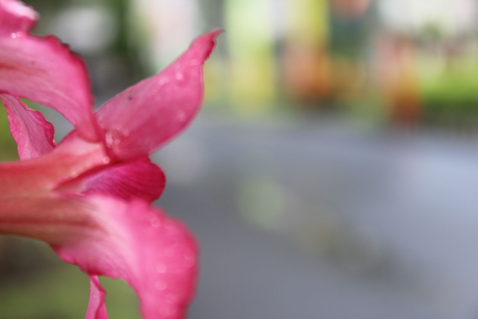 Canon EOS 1200D (EOS Rebel T5 / EOS Kiss X70 / EOS Hi) sample photo