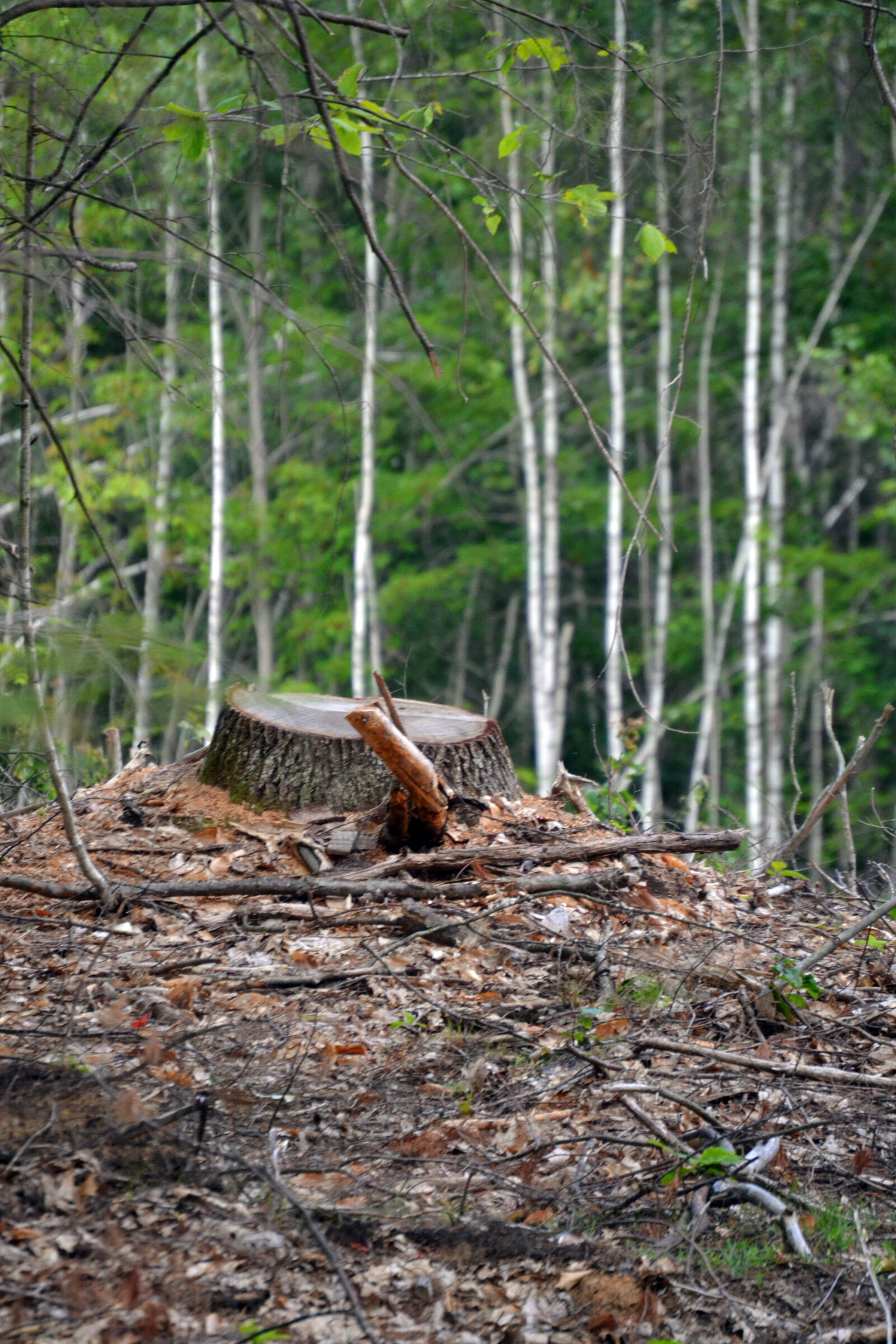 Nikon D3100 sample photo. Chopped, wood, forest, nature photography