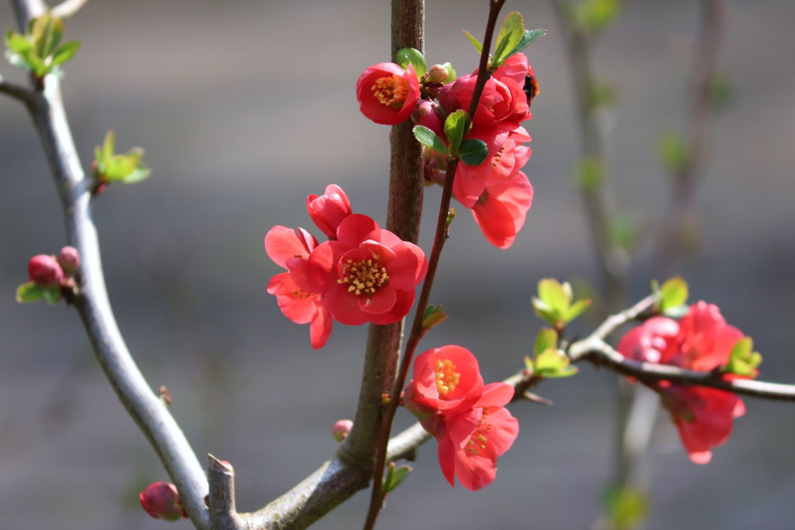 Canon EOS 200D (EOS Rebel SL2 / EOS Kiss X9) sample photo. Ornamental quince, flowers, bush photography