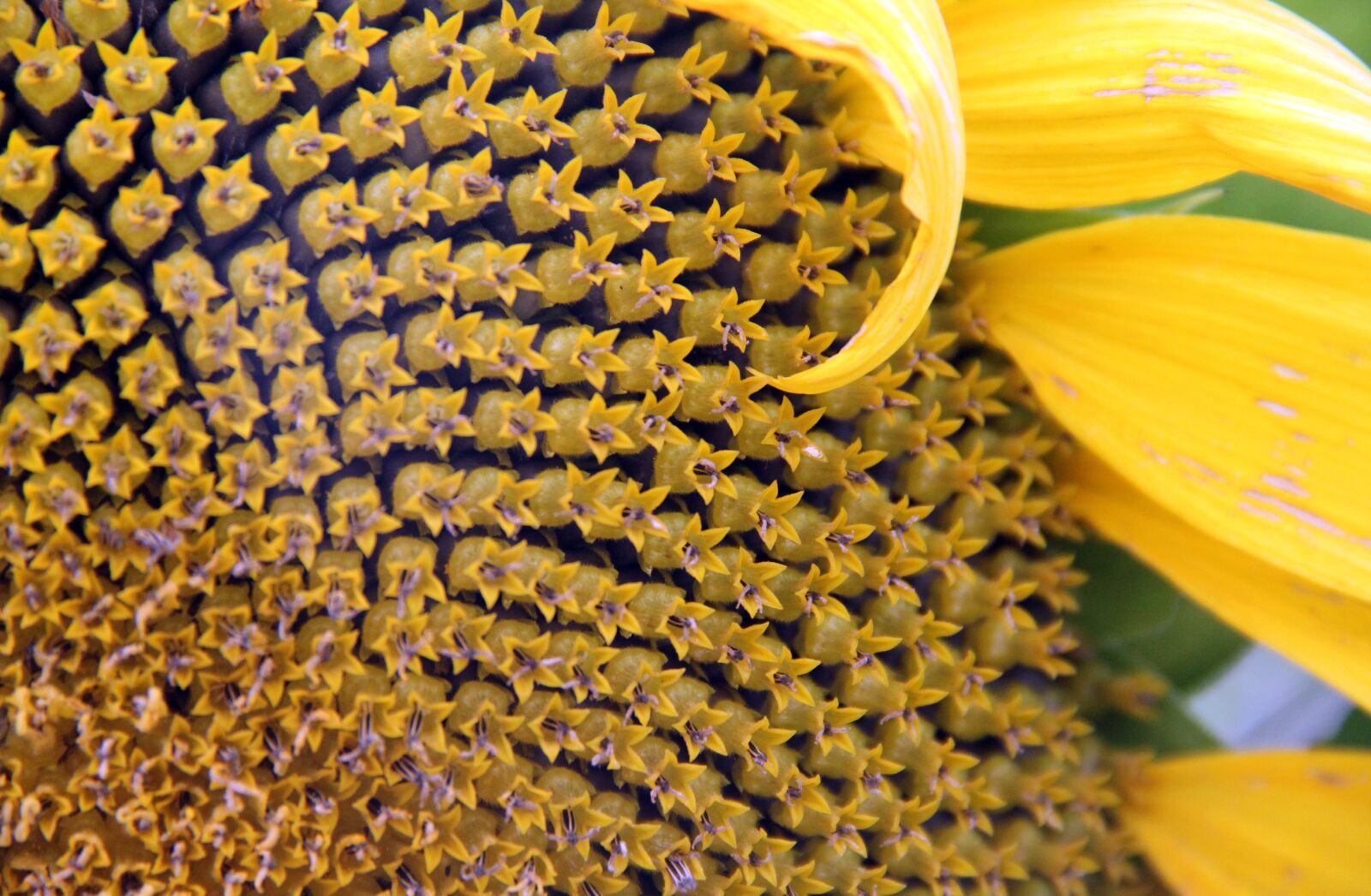 Canon EOS 60D sample photo. Sunflower, yellow, flower photography