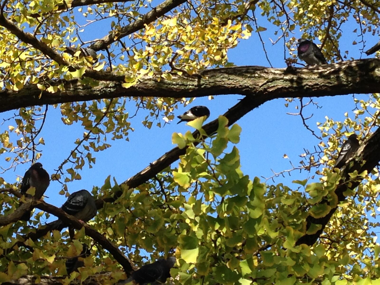 iPhone 5 back camera 4.12mm f/2.4 sample photo. Autumn, ginkgo biloba, little photography