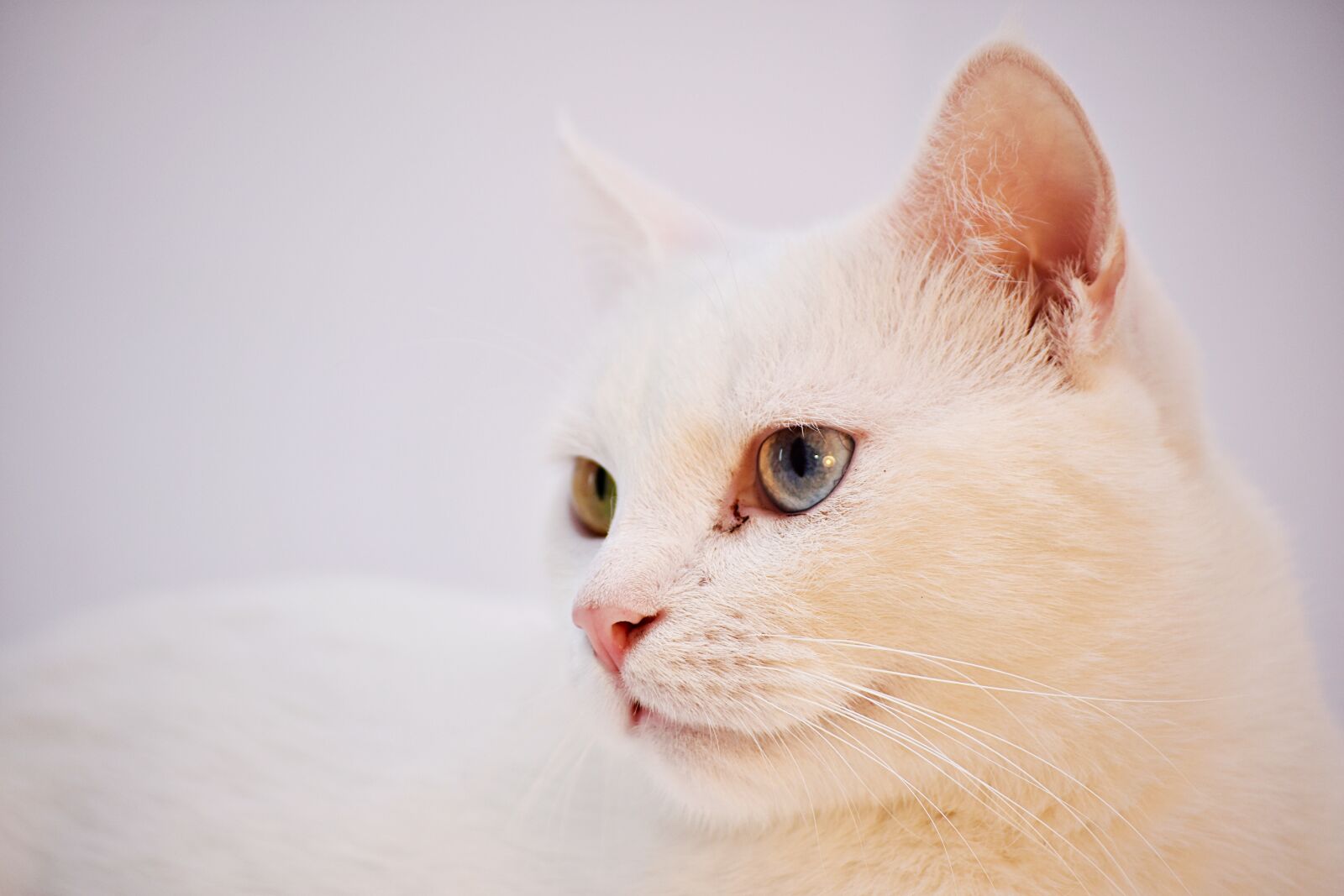 Nikon D3400 sample photo. Cat, white, angora photography