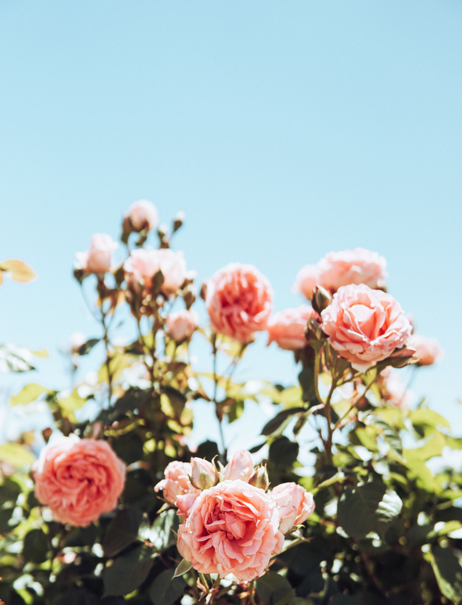 30mm F1.4 DC DN | Contemporary 016 sample photo. Roses, pink, flowers photography