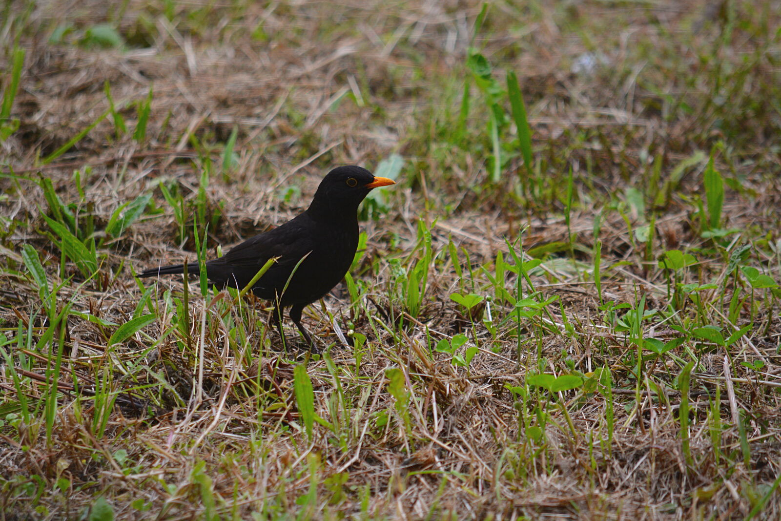 Nikon D5200 sample photo. Faune, faune, sauvage, la photography
