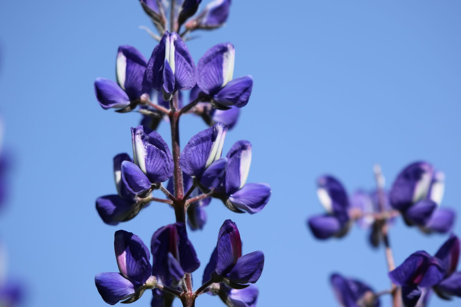 Canon EOS 7D Mark II sample photo. Flowers, lupines, blue photography