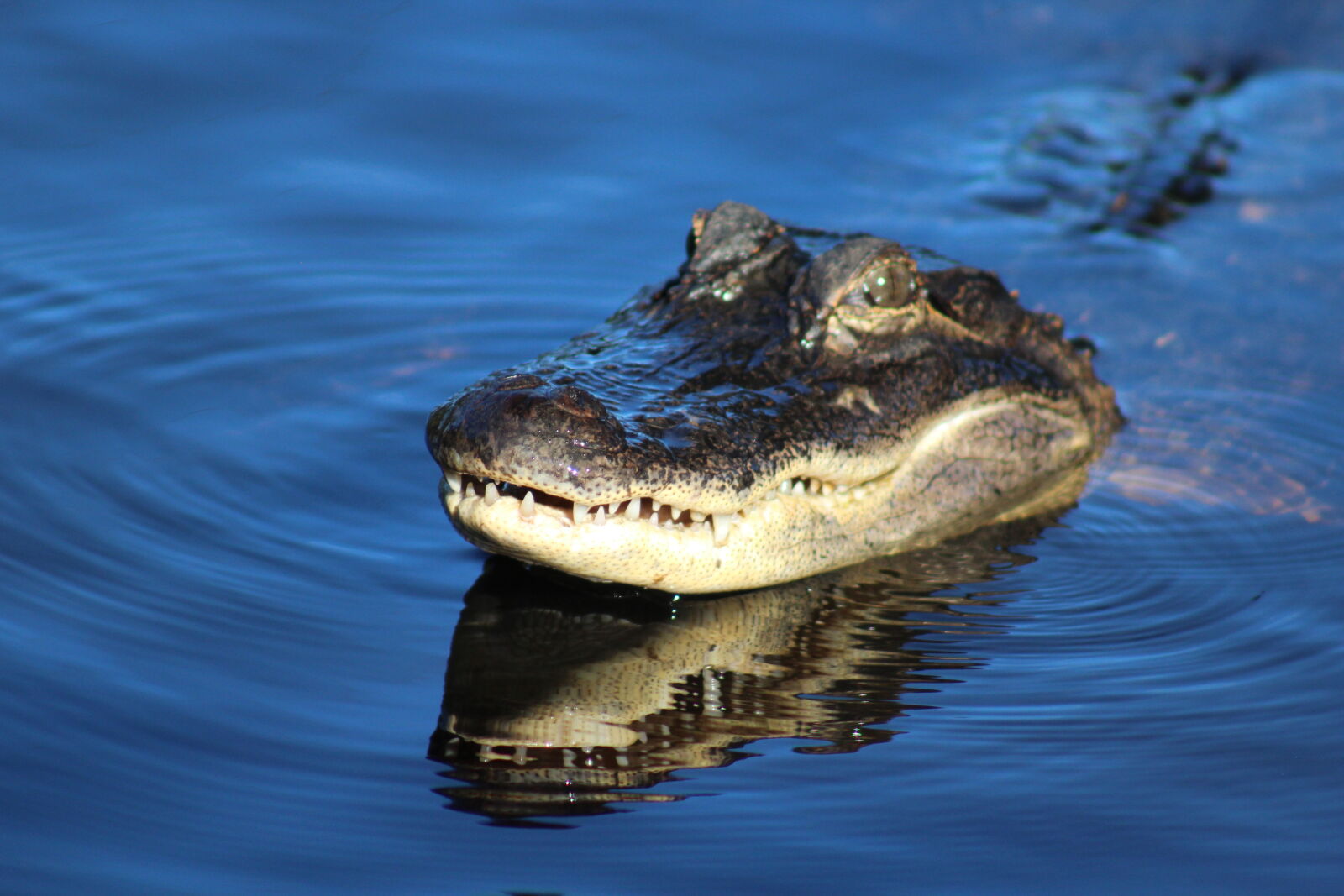Canon EF 75-300mm f/4-5.6 sample photo. Alligator, animal, swamp, swamp photography