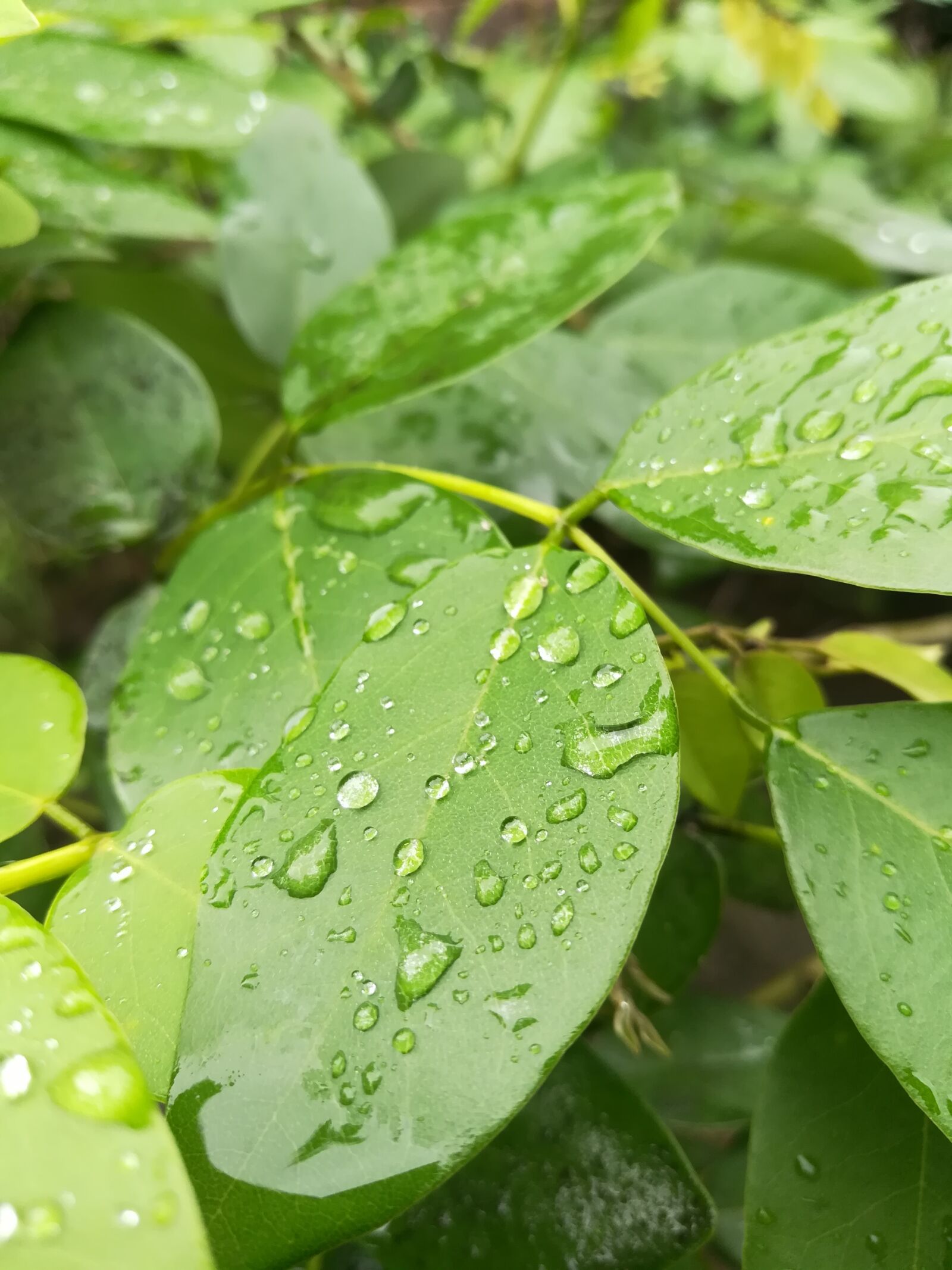 HUAWEI honor 6x sample photo. Dew leafs, green leafy photography