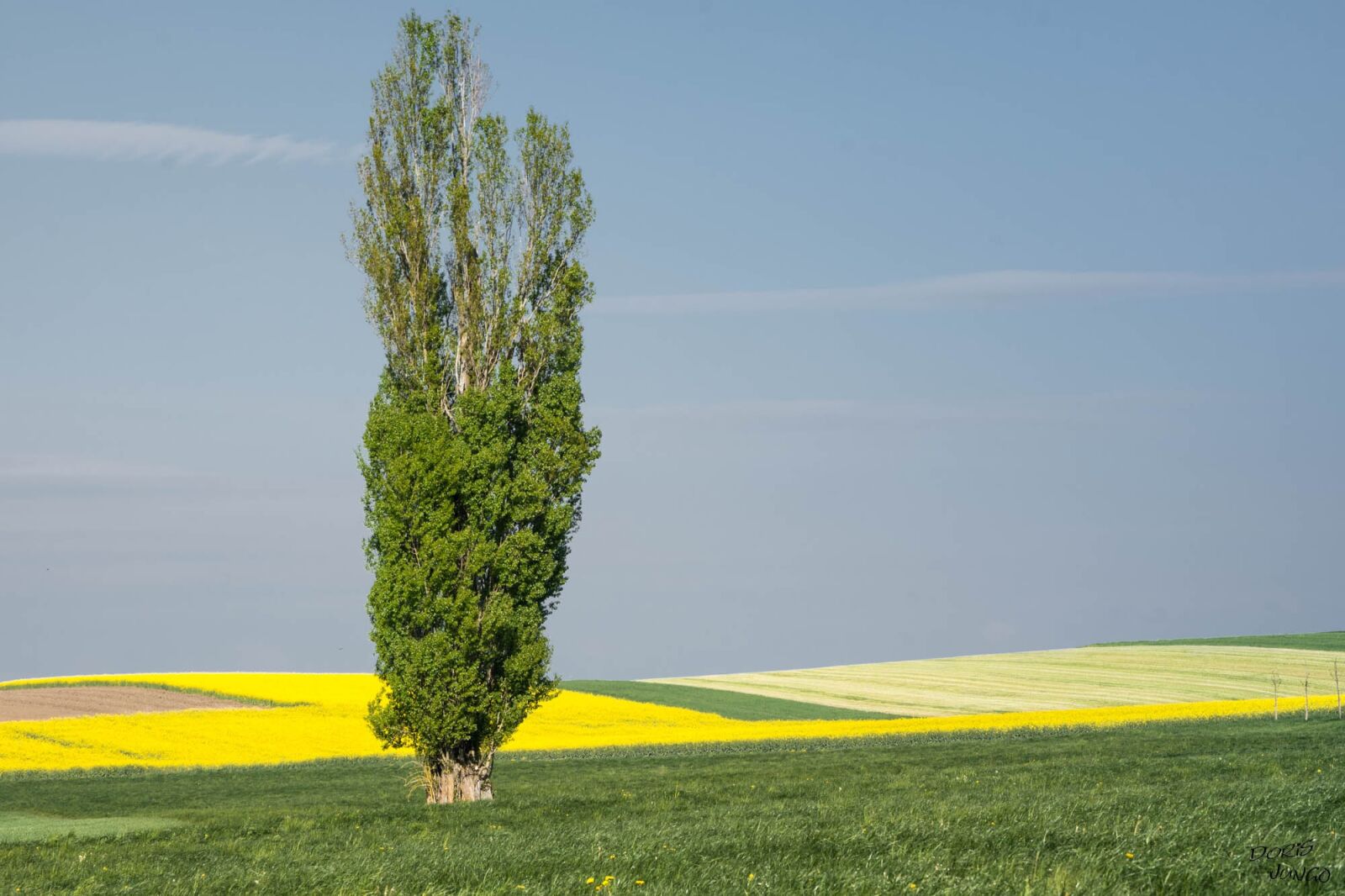Nikon D7200 sample photo. Poplar, tree, landscape photography