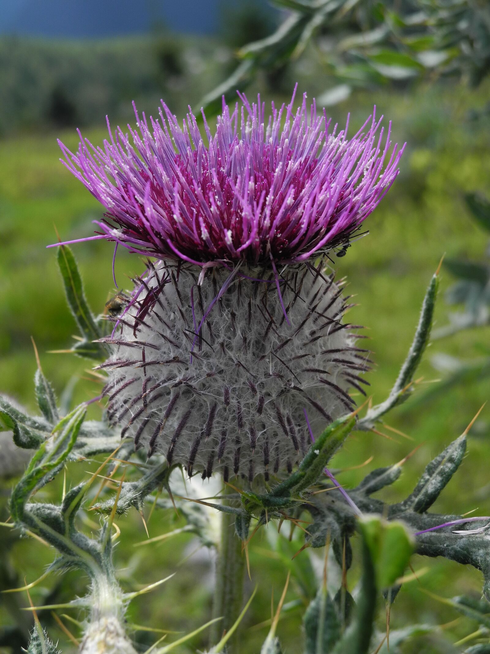 Nikon Coolpix P7000 sample photo. Thistle, purple, nature photography