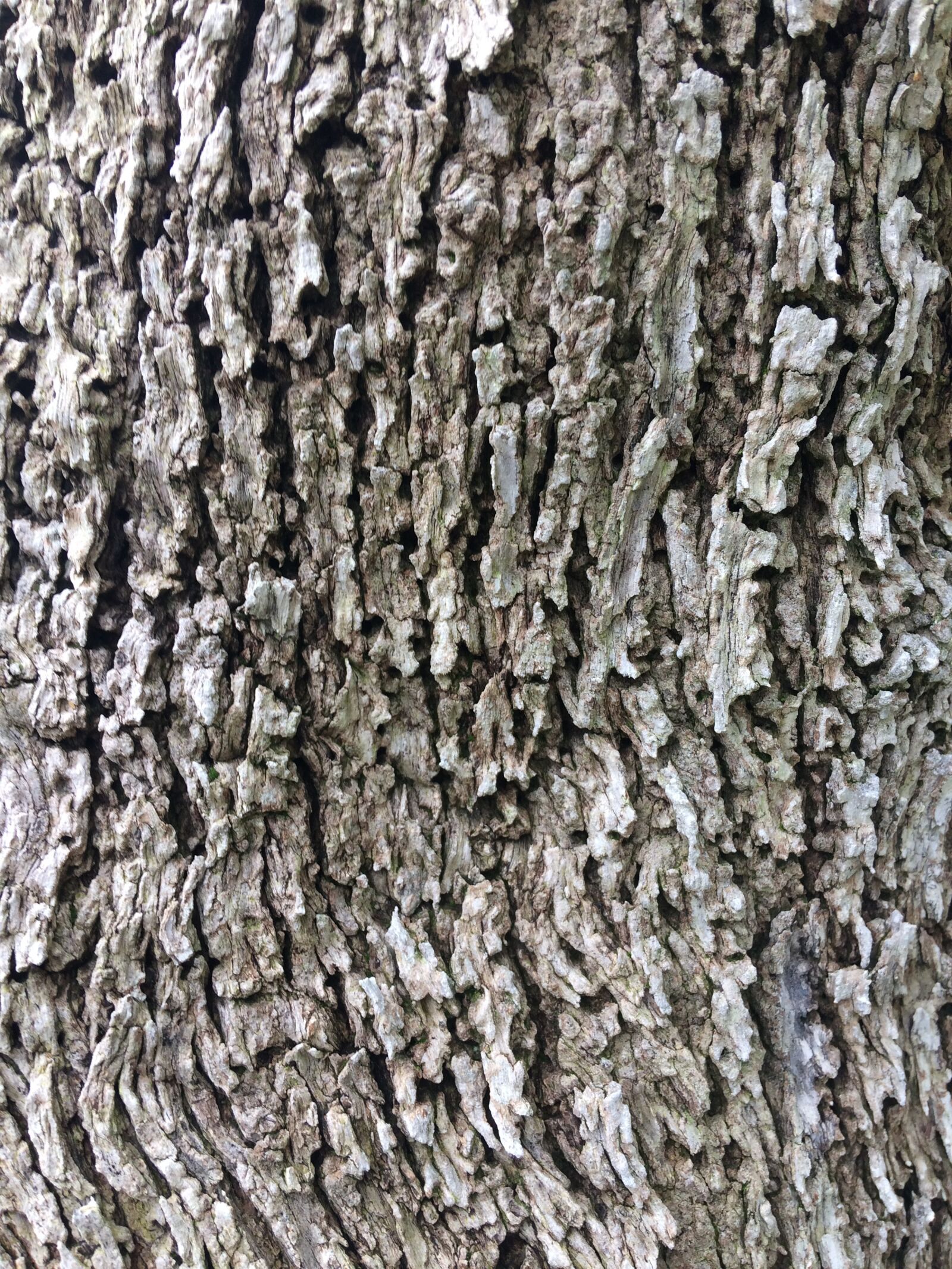 iPhone 5s back camera 4.15mm f/2.2 sample photo. Wood, texture, pattern photography