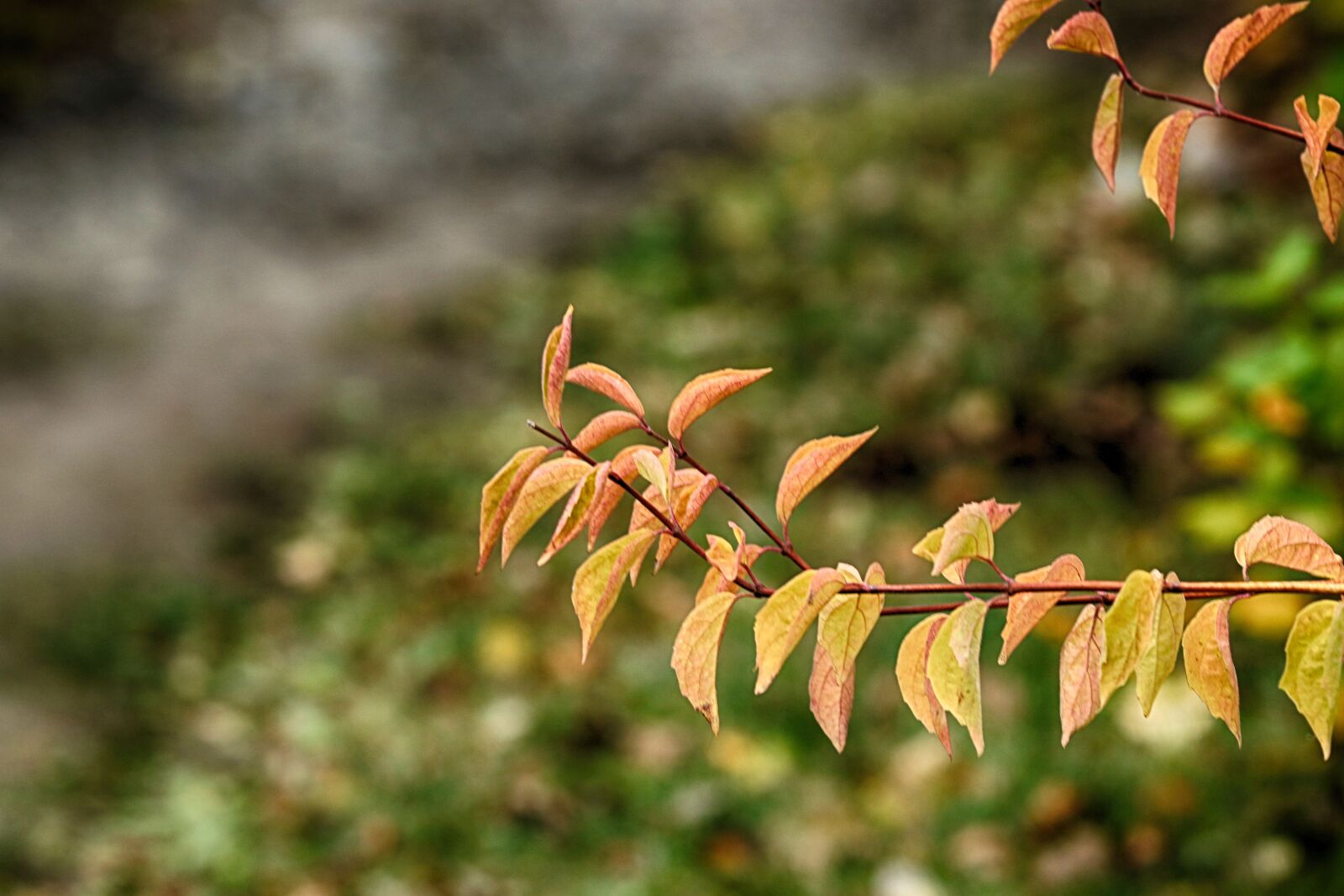Canon EOS 7D Mark II + Canon EF 135mm F2L USM sample photo. Branch, fall, nature photography
