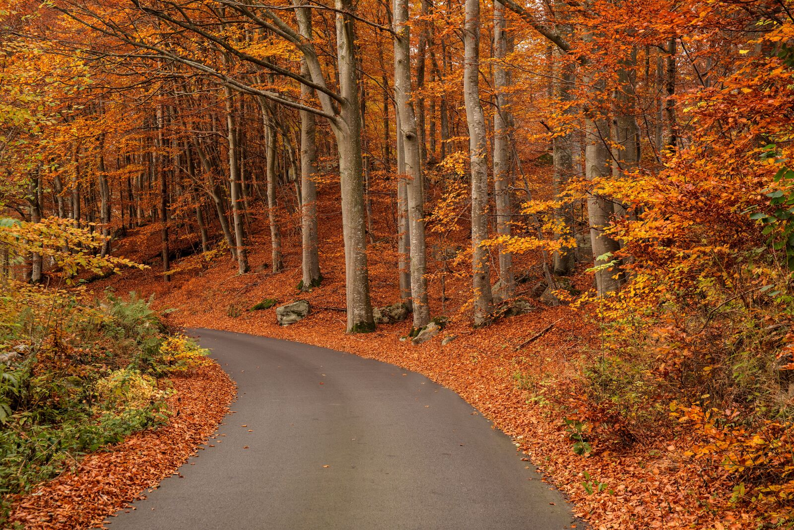 Canon EOS 6D + Canon EF 24-70mm F4L IS USM sample photo. Landscapes, forest, beech forest photography