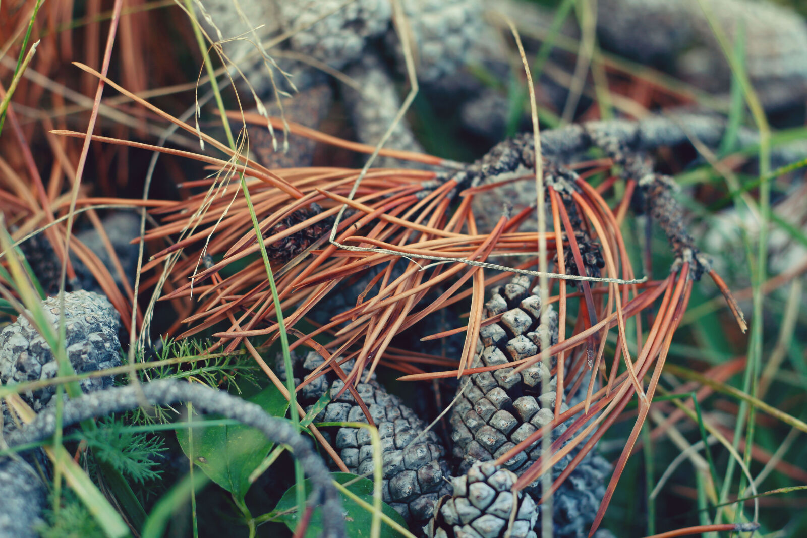 Canon EOS 650D (EOS Rebel T4i / EOS Kiss X6i) + Canon EF-S 18-135mm F3.5-5.6 IS STM sample photo. Pine, cones photography