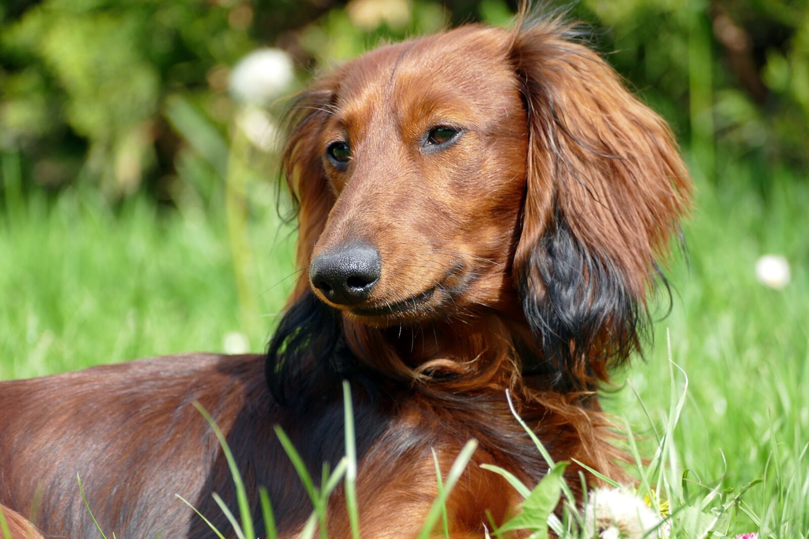 Panasonic Lumix DMC-FZ1000 sample photo. Dachshund, dachshund dog, portrait photography