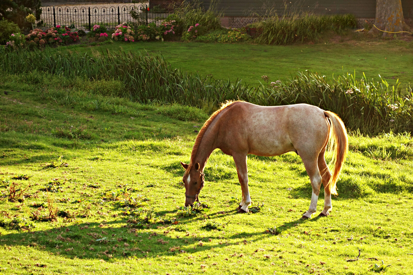 Sony Cyber-shot DSC-RX100 sample photo. Brown, and, white, horse photography