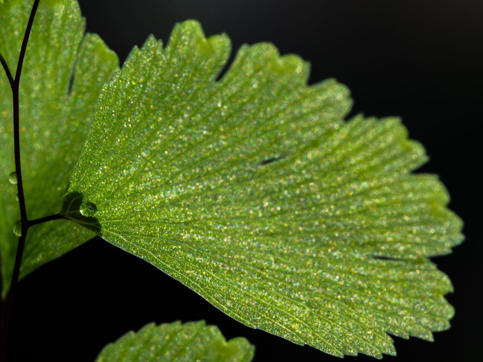 Olympus OM-D E-M10 III sample photo. Bracken, plant, room photography