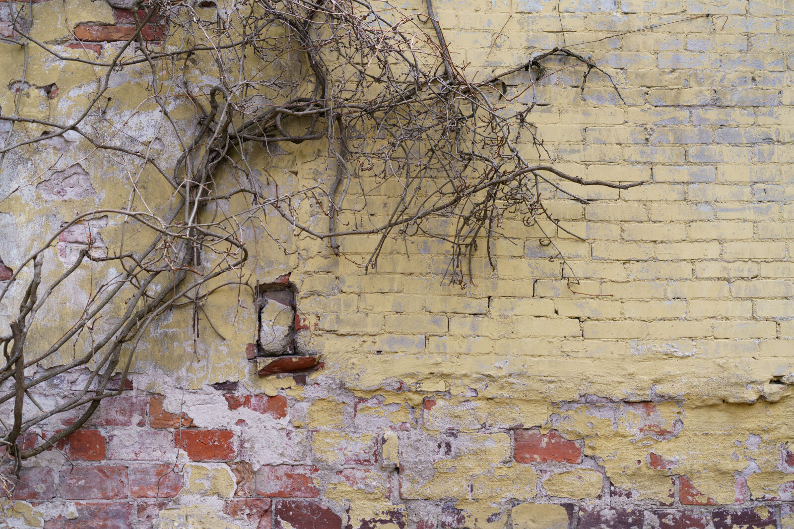 Sigma 50mm F2 DG DN | C sample photo. Decay wall photography