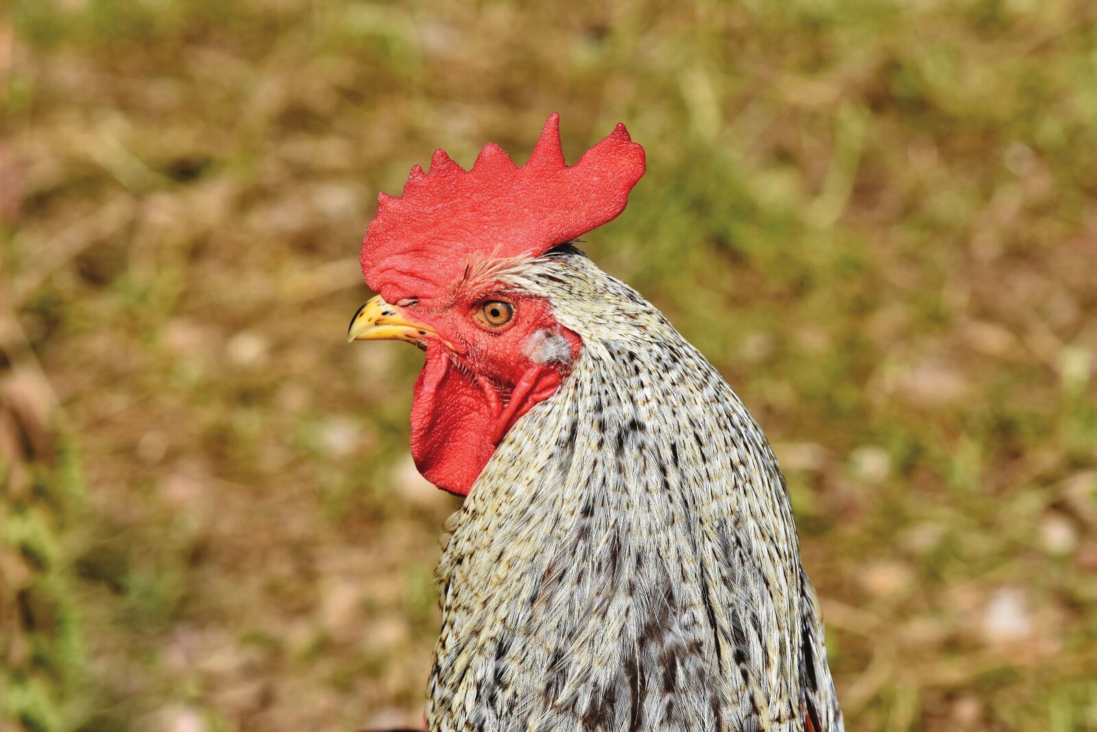 Nikon D7200 sample photo. Hahn, gockel, poultry photography