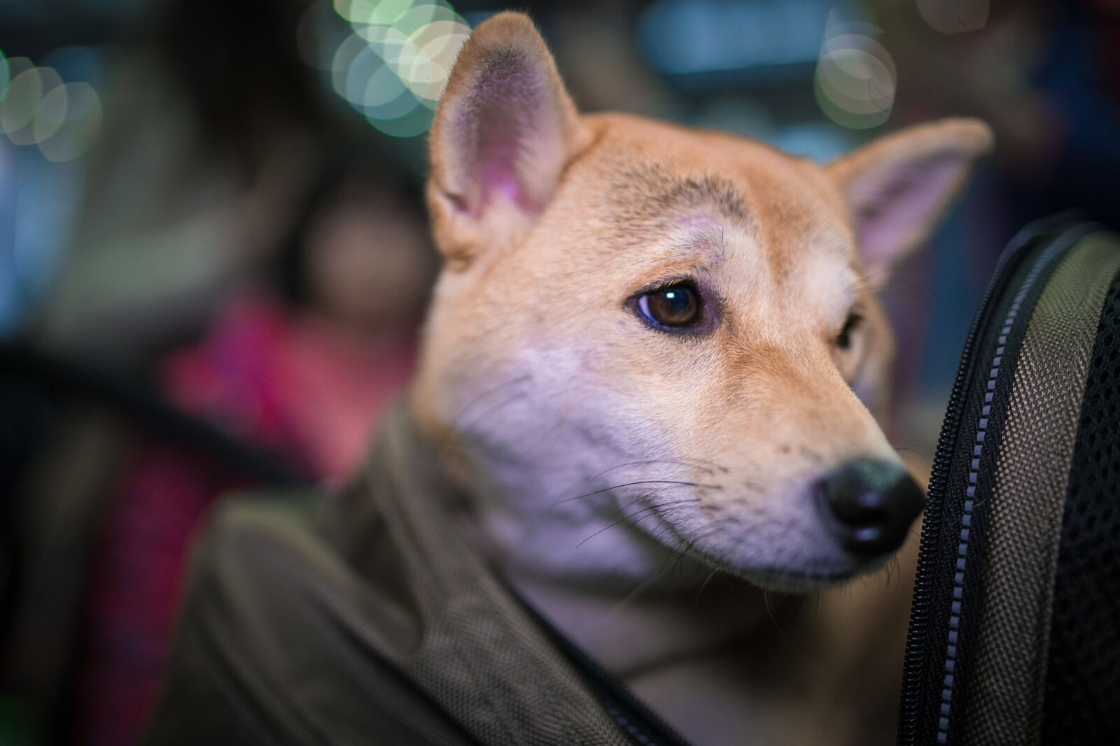 Canon EOS 6D sample photo. Pets, animal, dog photography