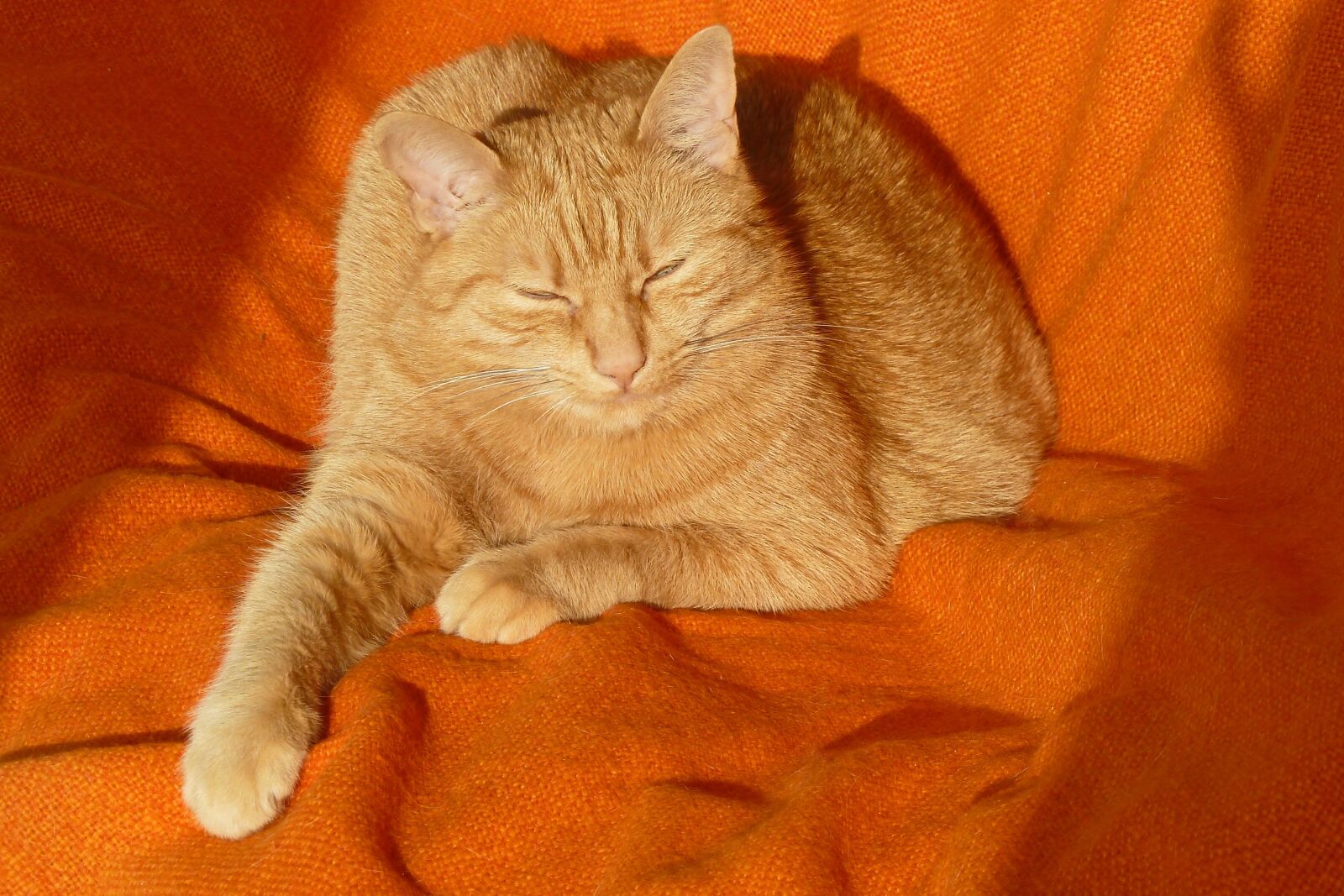 Panasonic Lumix DMC-ZS7 (Lumix DMC-TZ10) sample photo. Cat, pet, mammal photography
