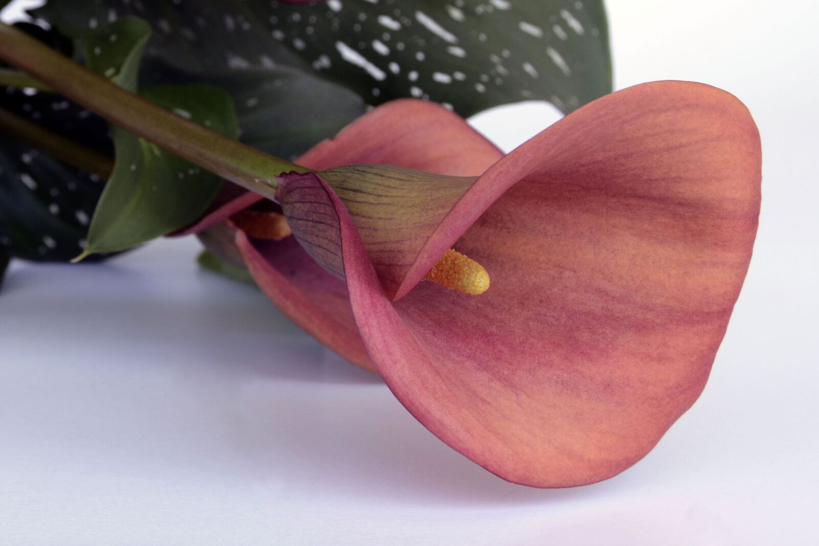 Nikon D7100 sample photo. Calla, flower, blossom photography