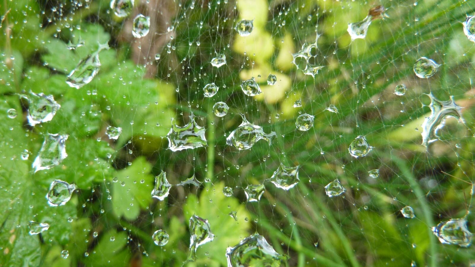 Panasonic DMC-TZ7 sample photo. Cobweb, green, rain photography