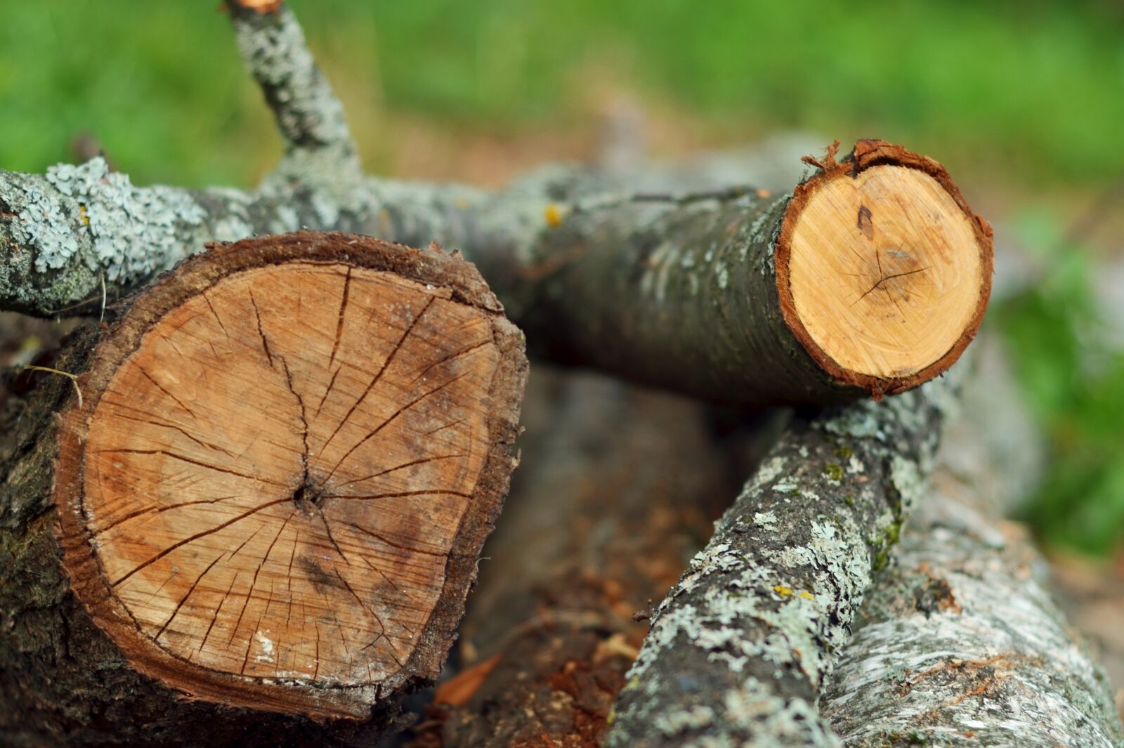 Nikon D5100 sample photo. Wood, tree, nature photography