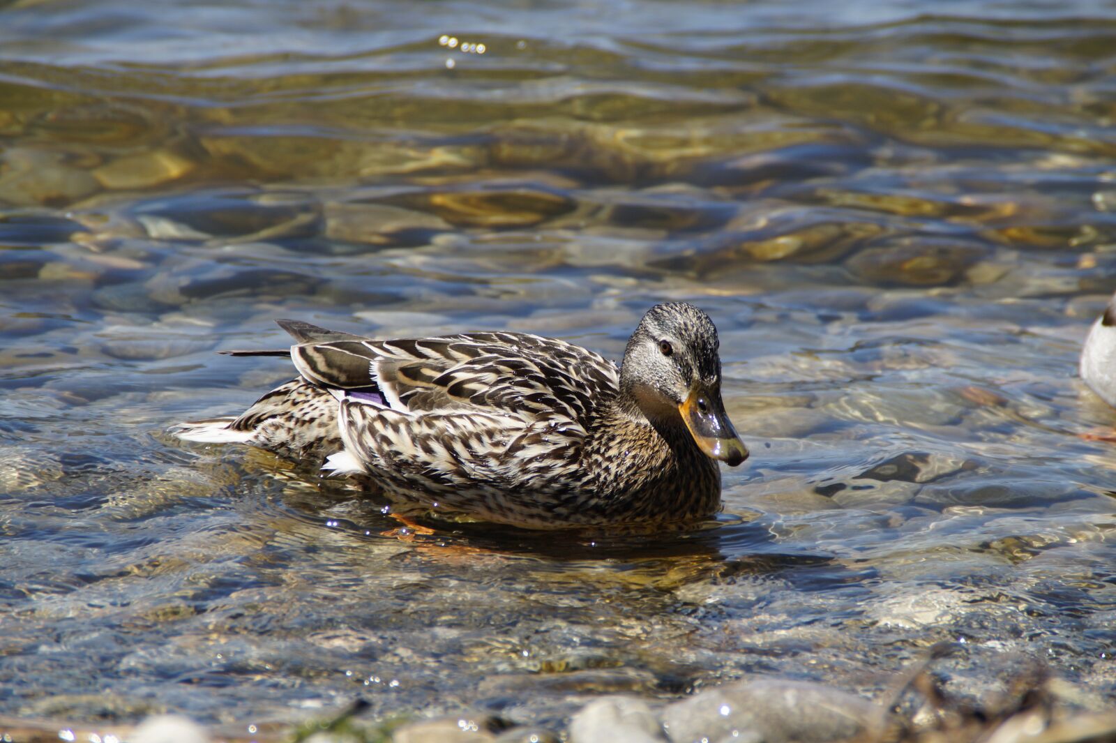 Sony SLT-A58 sample photo. Ducks, mallards, birds photography