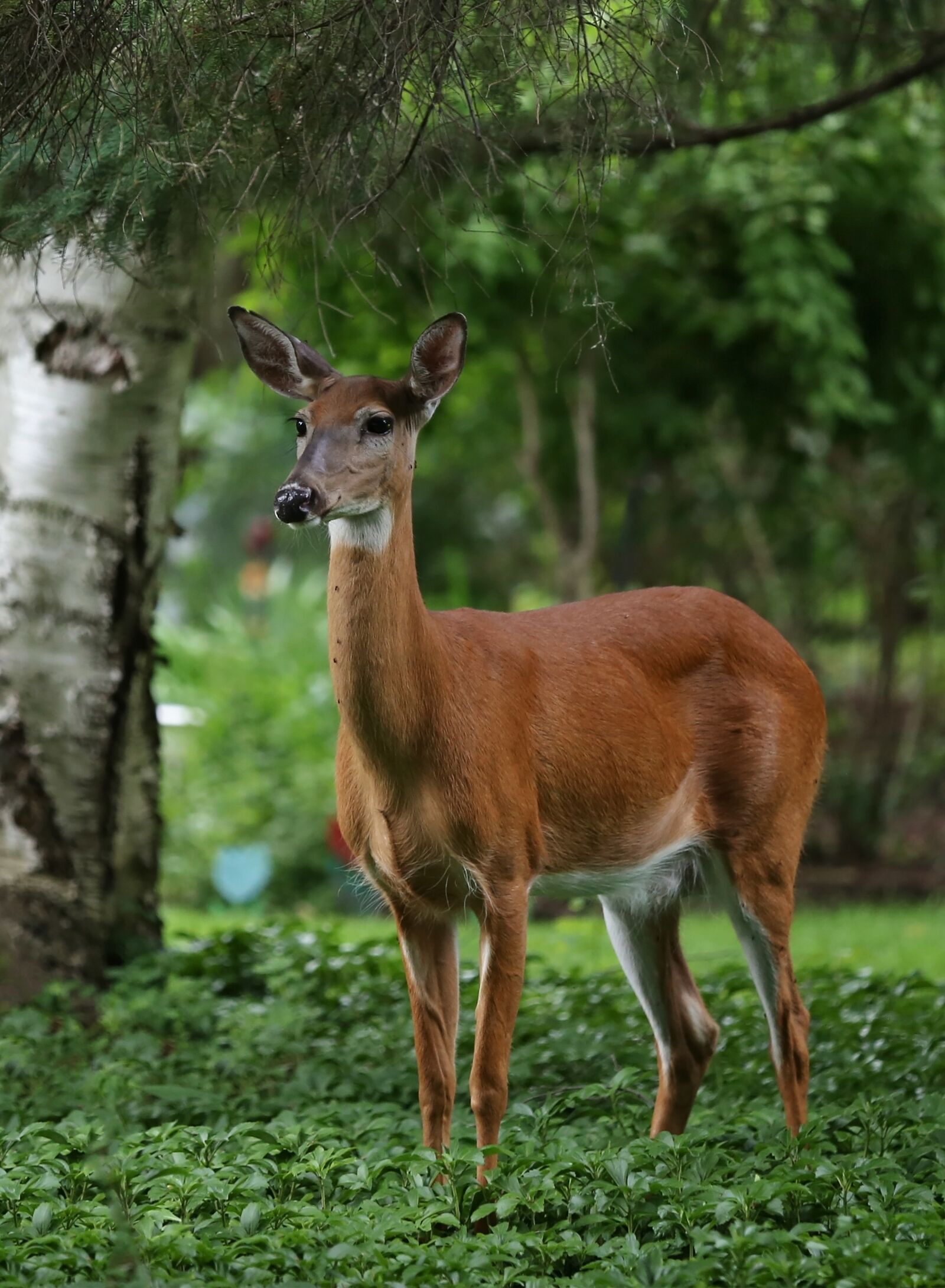 Canon EOS 6D sample photo. Deer, summer, nature photography