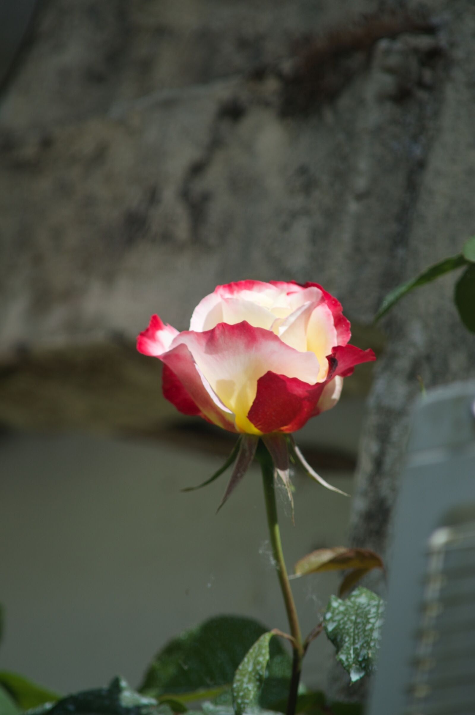 Nikon D3200 sample photo. Pink, flower, rosebush photography
