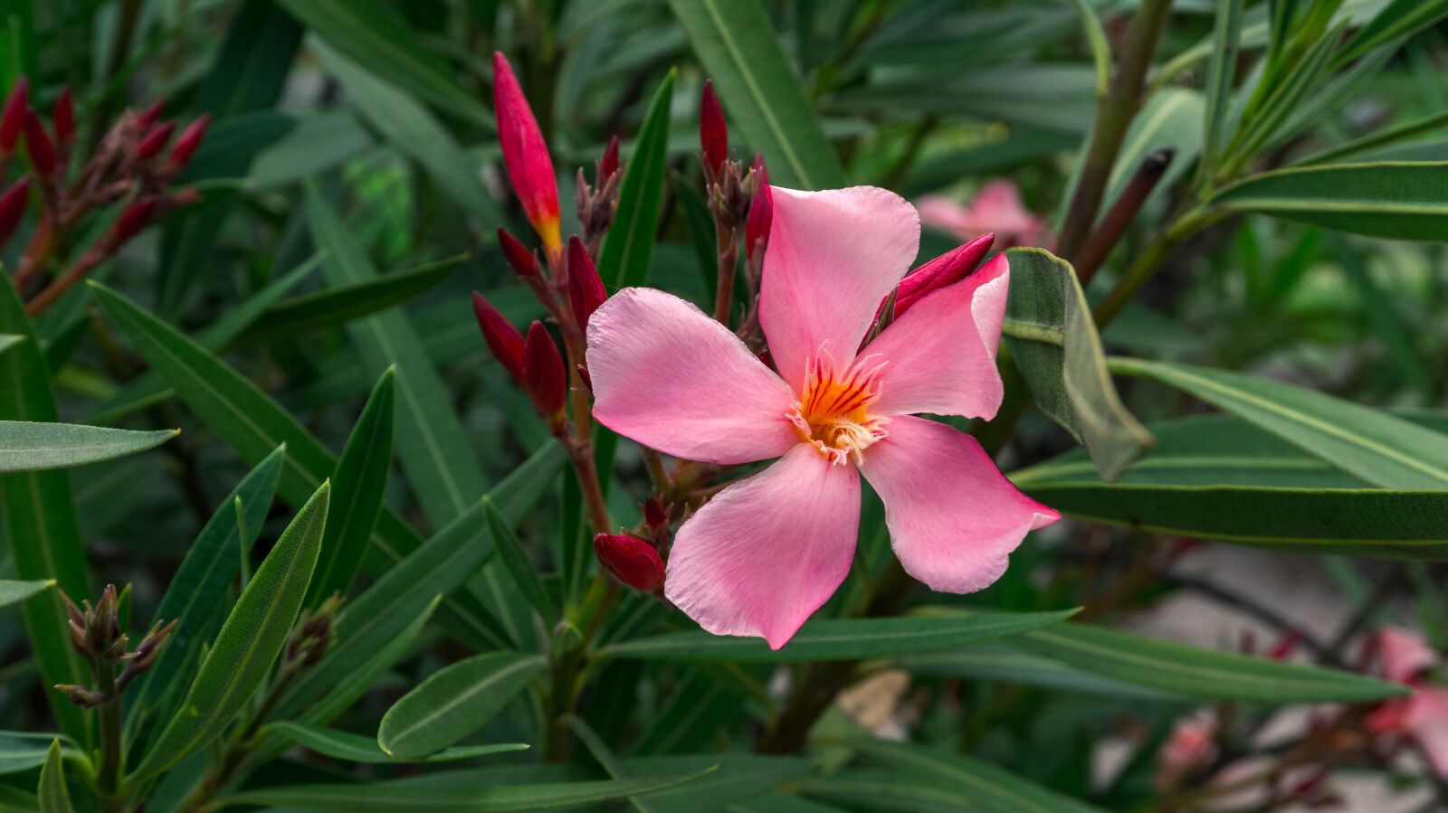 Sony Alpha a5000 (ILCE 5000) sample photo. Flower, blossom, bloom photography