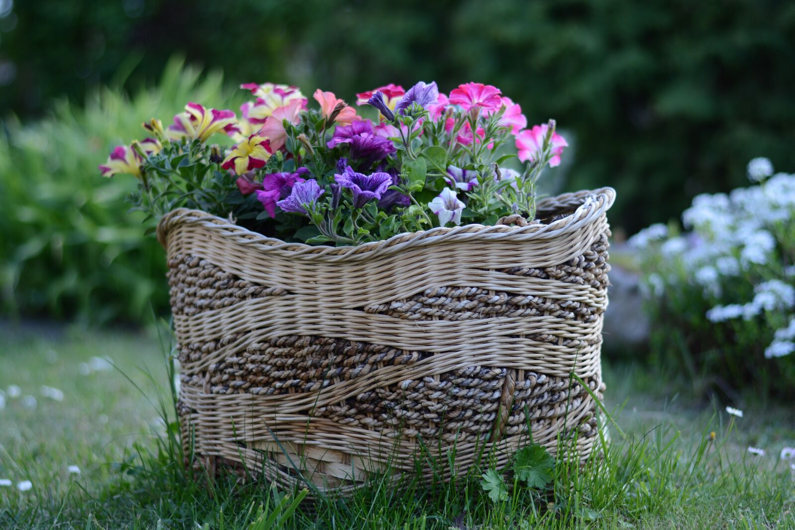 Nikon D7100 sample photo. Basket, petunia, garden photography