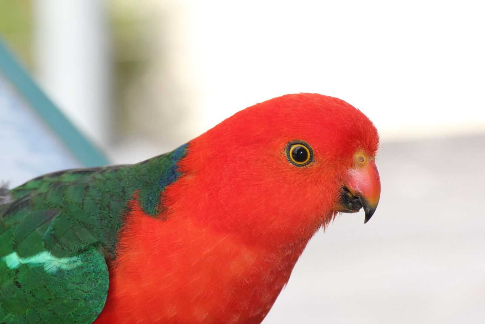Canon EOS 550D (EOS Rebel T2i / EOS Kiss X4) sample photo. Parrot, australian king parrot photography