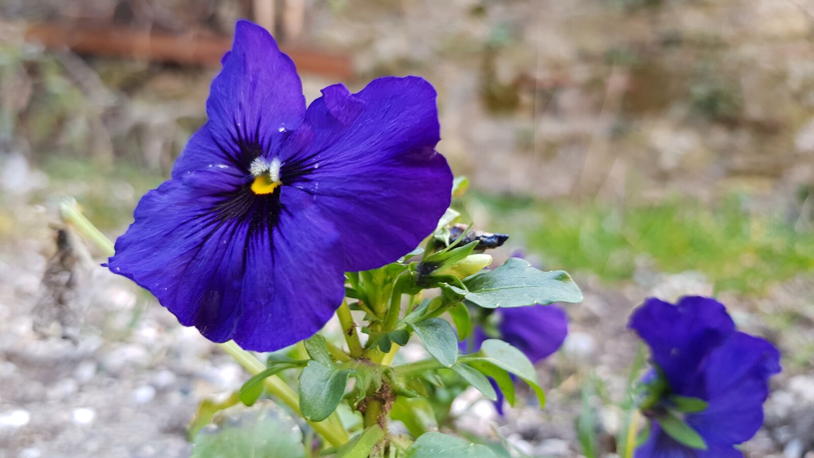 Samsung Galaxy S8 sample photo. Flower, nature, plant photography