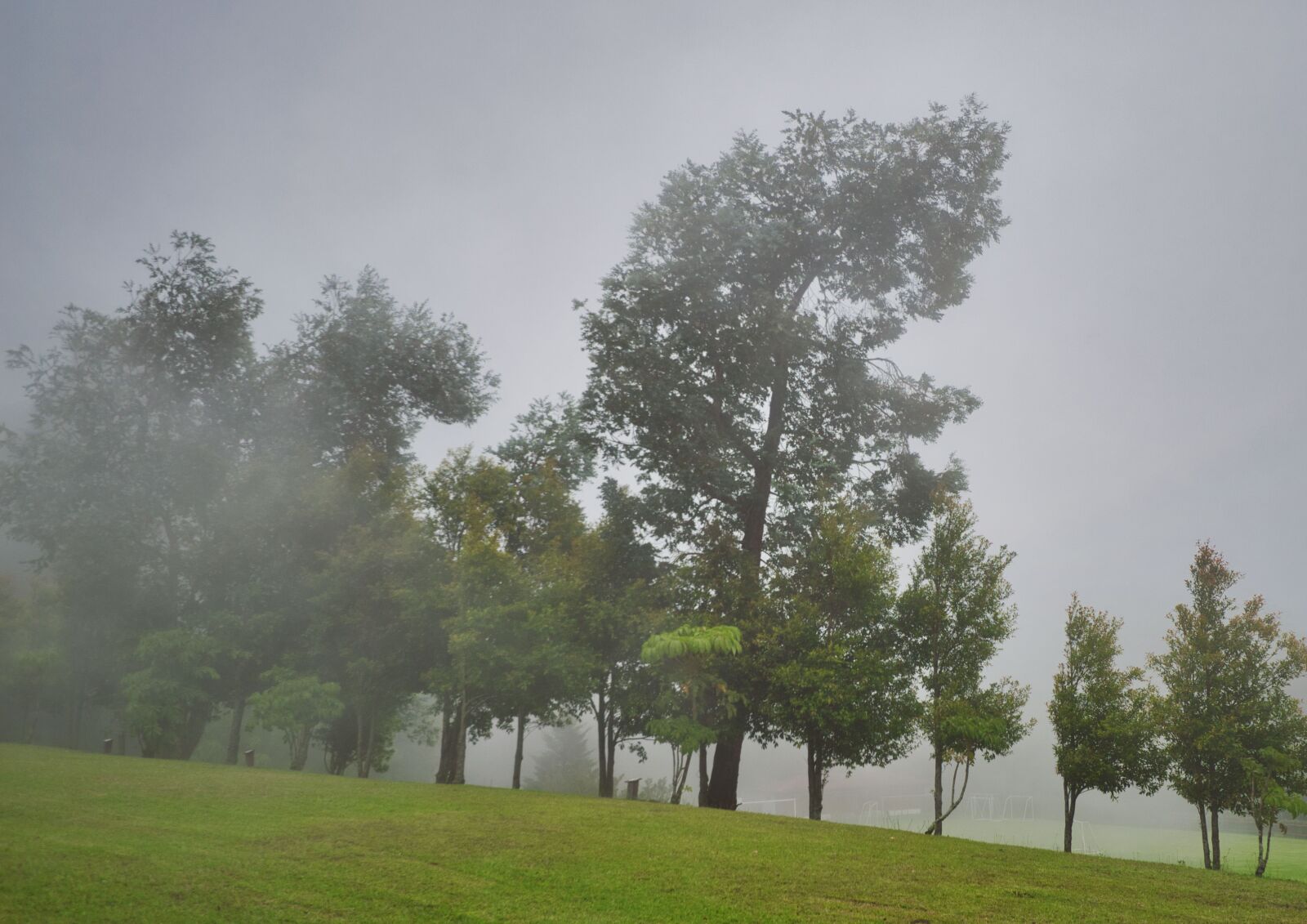 Nikon D3200 sample photo. Costa rica, trunk, tree photography