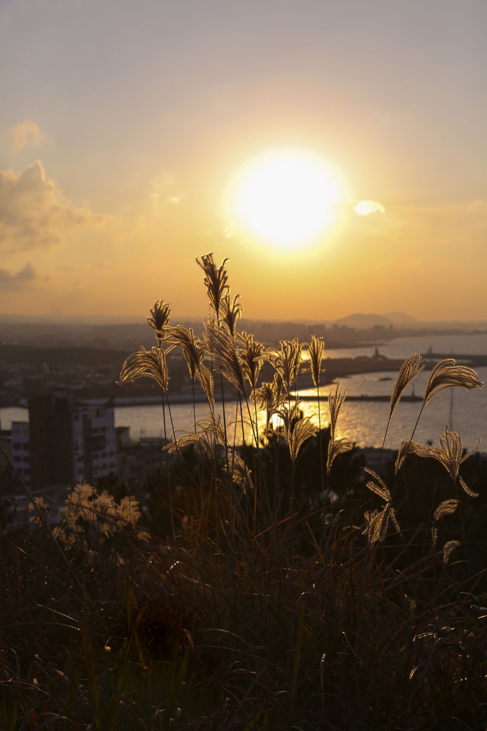 Canon EOS 5D Mark III sample photo. Silver grass, sunset, jeju photography