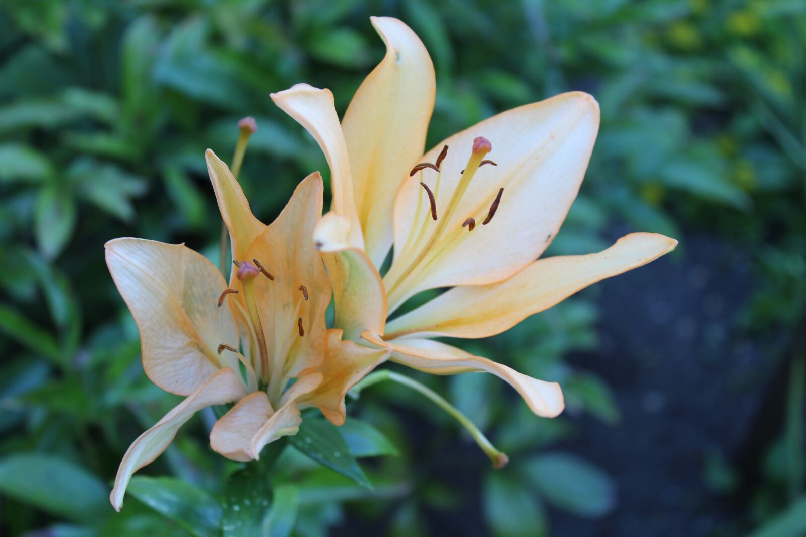 Canon EOS 1300D (EOS Rebel T6 / EOS Kiss X80) sample photo. Lily, lily family, flower photography