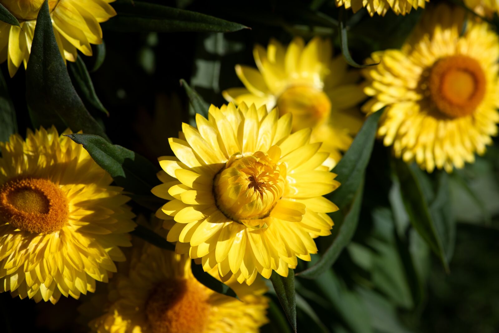 Nikon D750 sample photo. Straw flowers, yellow, garden photography