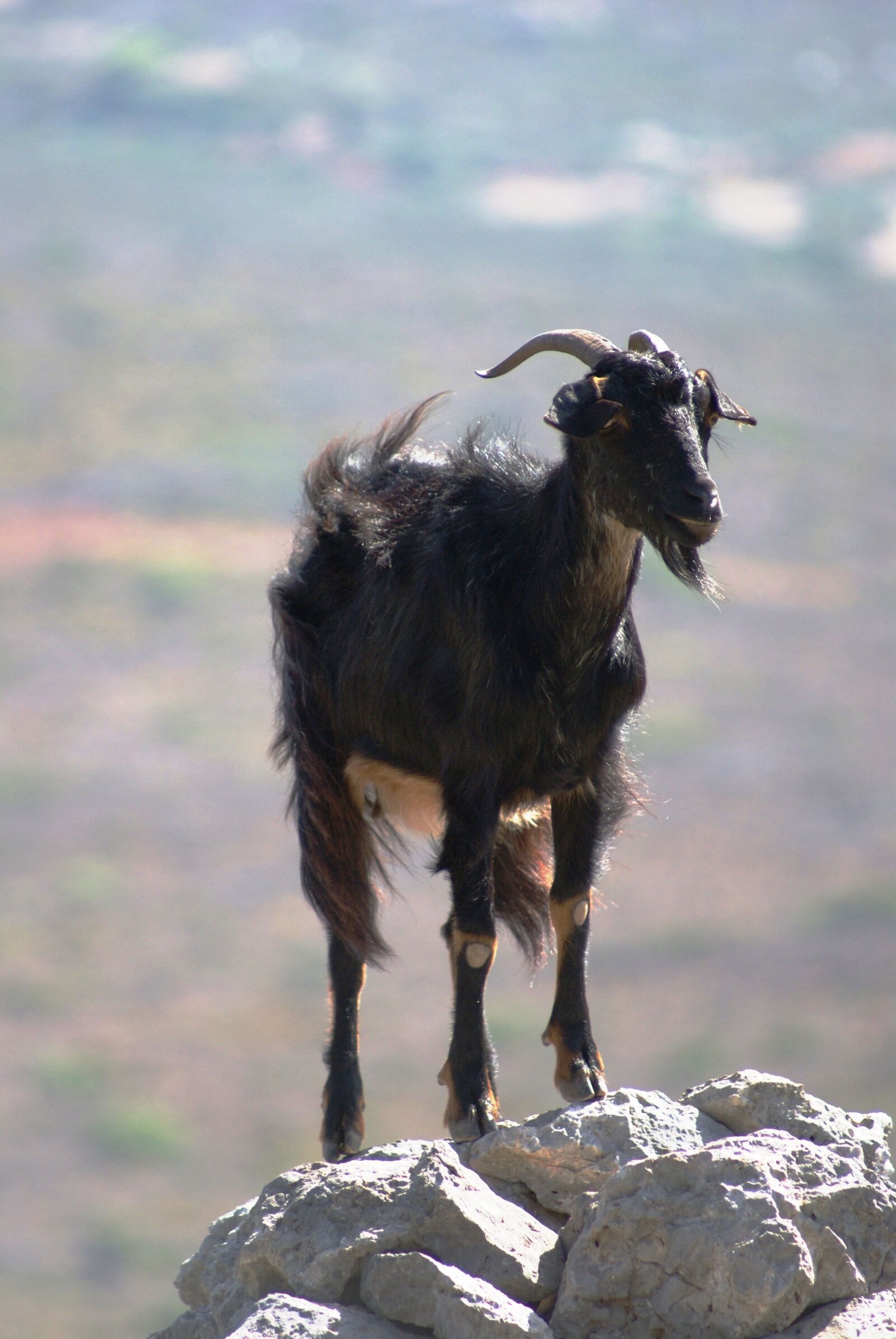 Sony Alpha DSLR-A230 sample photo. Goat, mountain, greece photography