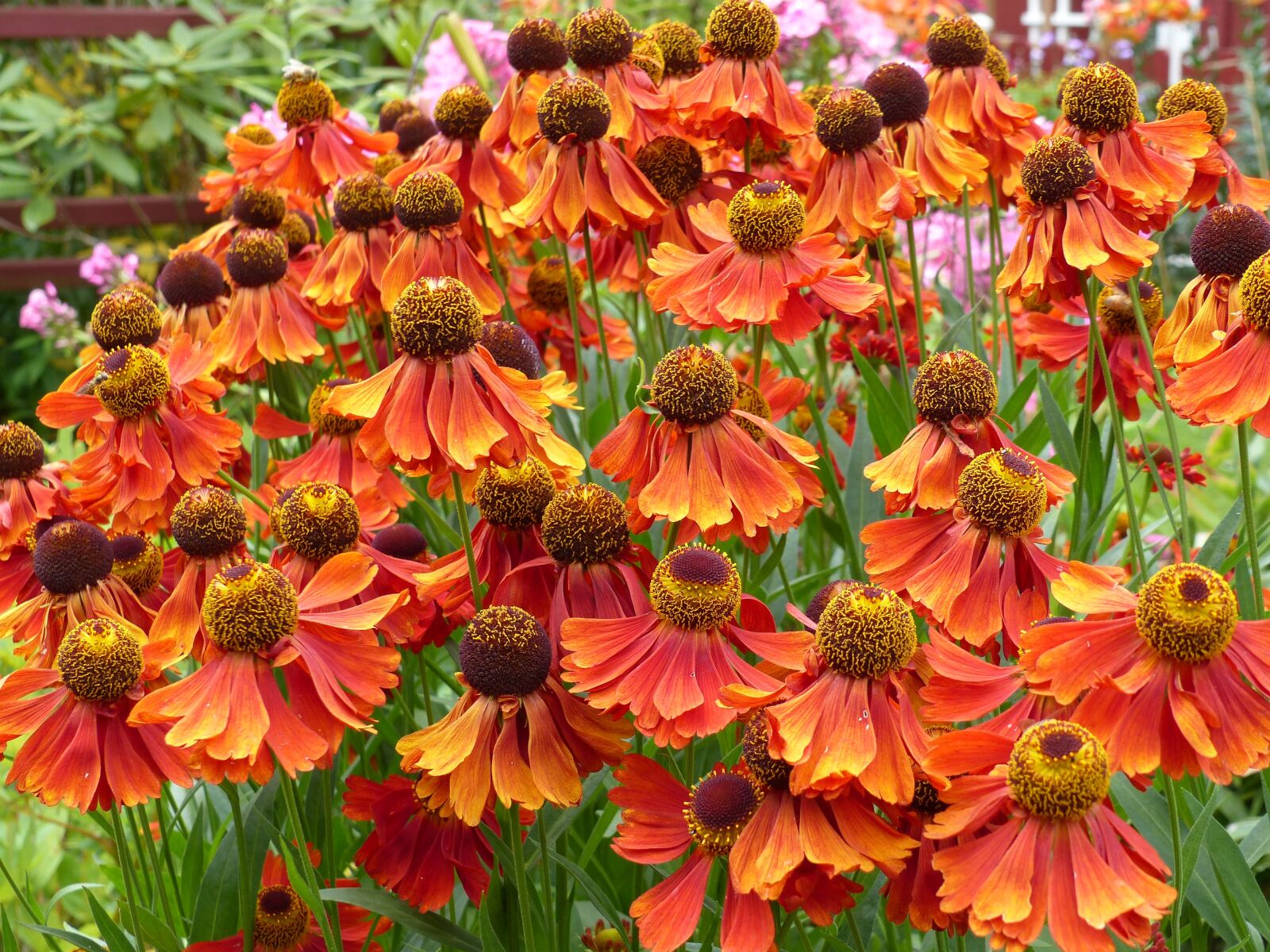 Panasonic Lumix DMC-FZ200 sample photo. Flowers, colors, garden photography