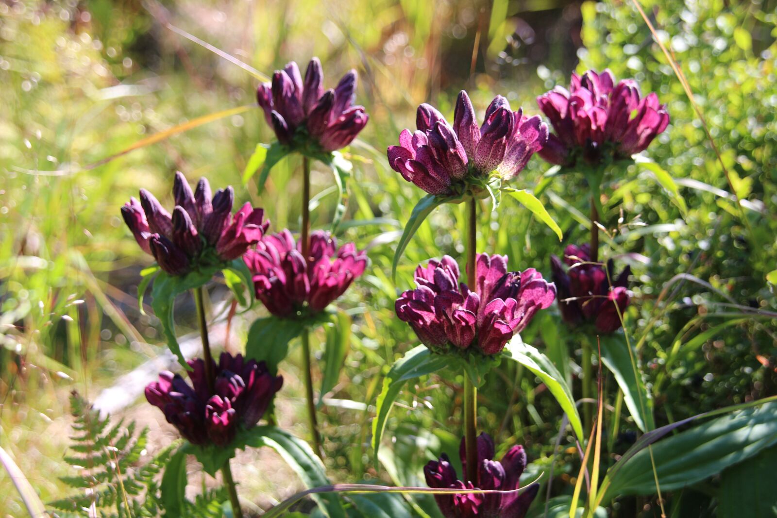 Canon EOS 650D (EOS Rebel T4i / EOS Kiss X6i) sample photo. Flowers, summer, mountains photography