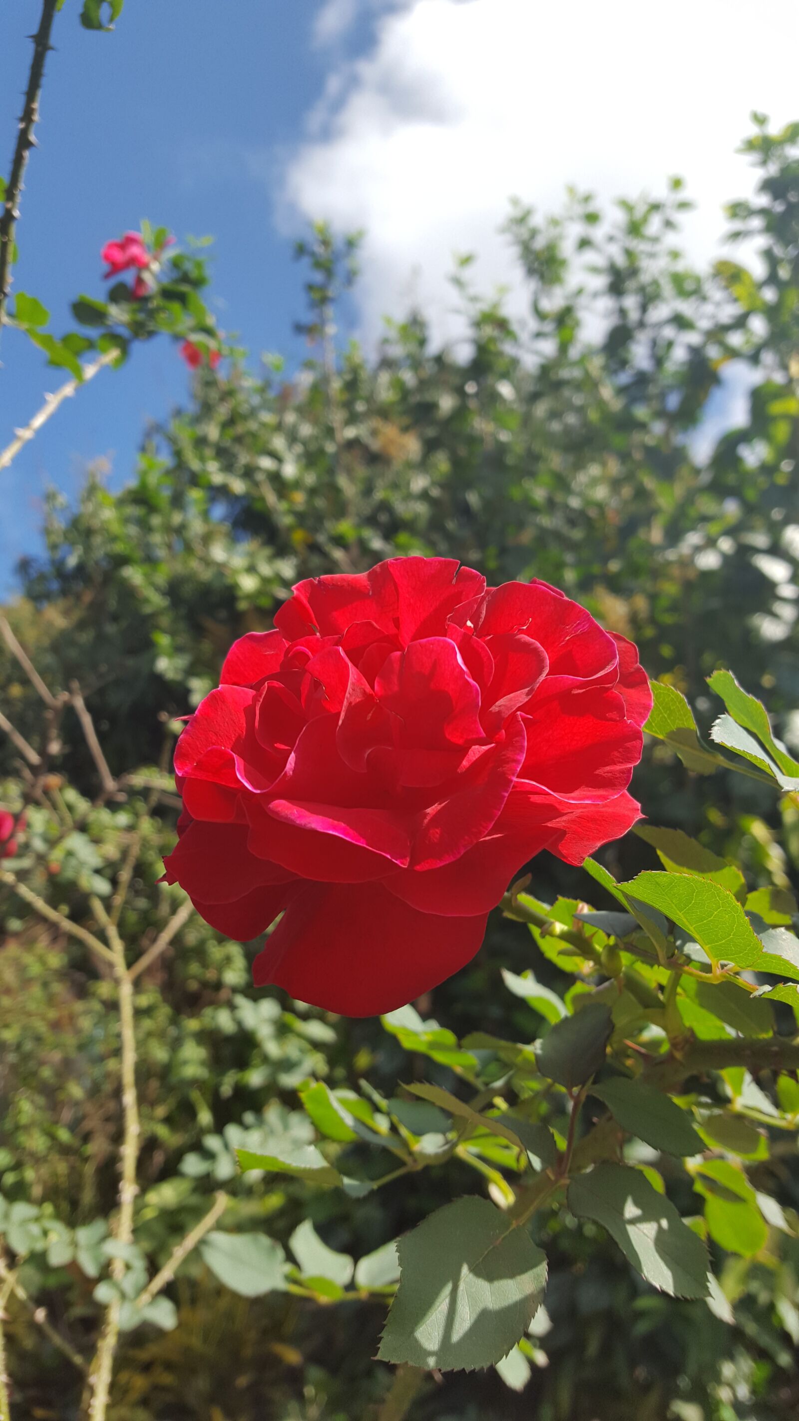 Samsung GALAXY S6 edge sample photo. Flower, rose, red photography