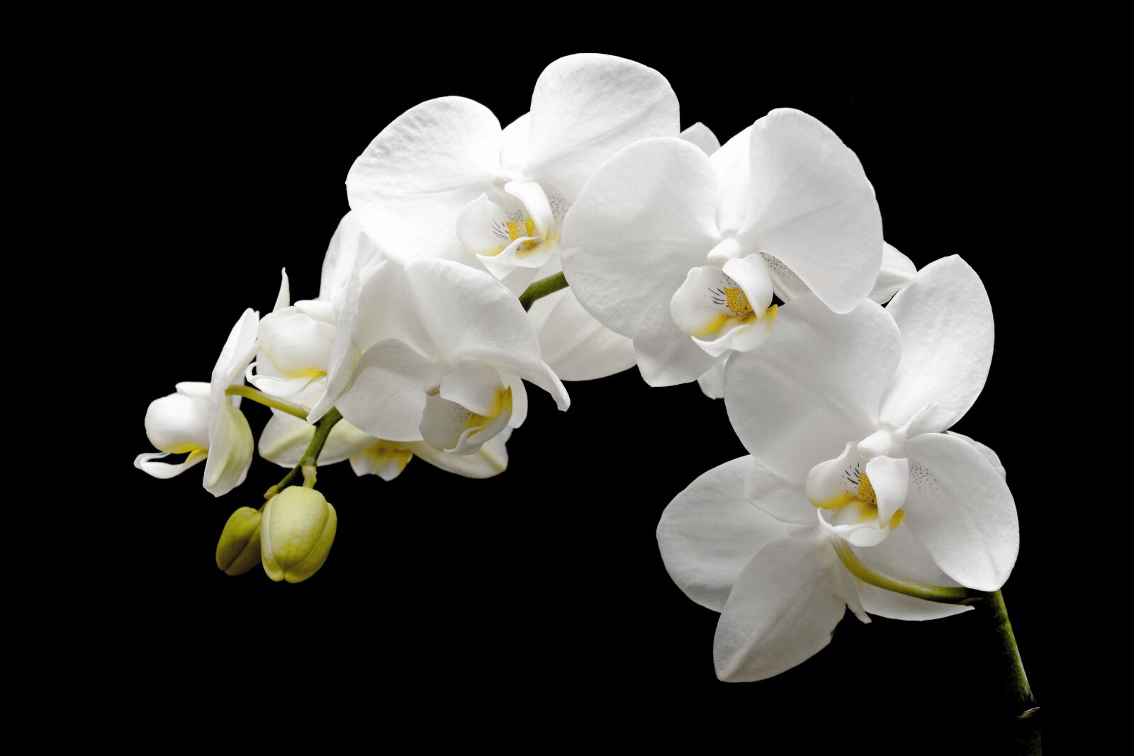 Nikon D7100 sample photo. Orchid, flower, blossom photography